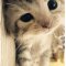 【大花猫cc】