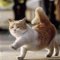 猫叔－篮子猫